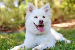 cute white lapphund dog lays on lawn with stick out tongue