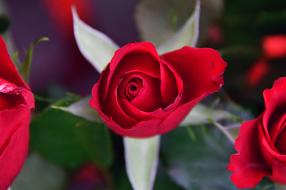amazingly beautiful Rose Petals Red