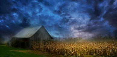 Scenic deep blue clouds above golden corn field