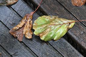 Rain Foliage