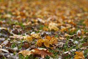 Autumn Leaves Are Street