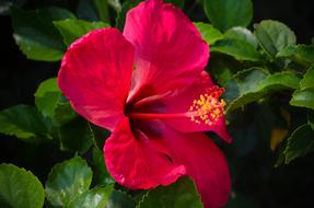 Red green Flower Garden