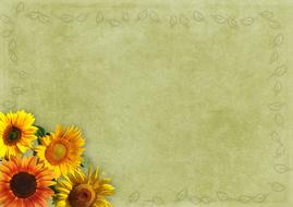 Frame Sunflower Background drawing