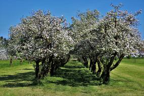 The Garden Spring Trees