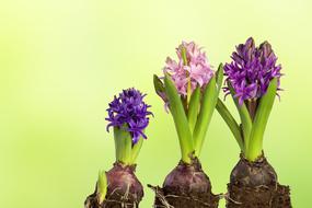 three potted hyacinths