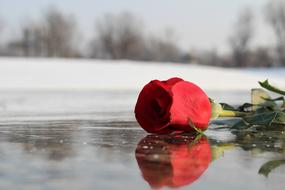 closeup picture of Red Rose On Ice Frozen Lake