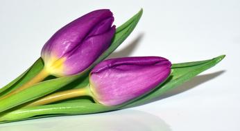 Viola Purple tulips