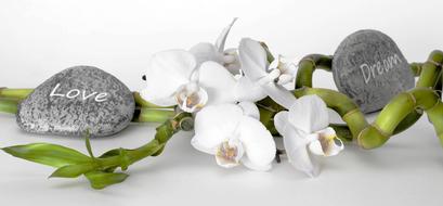 Orchid Flower and pebbles, love and dream