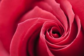 petals of Red Rose, Swirl