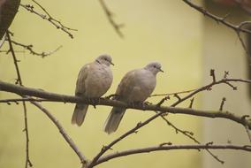 Collared dove birds