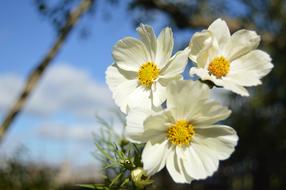 Flower Cosmos