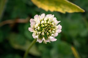 Four Leaf Clover flower