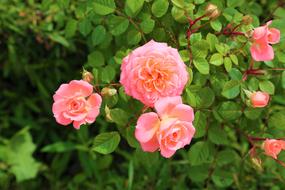 natural pink roses