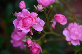 nice Pink Roses