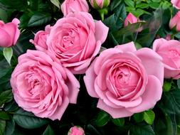 Pink Roses, blooming shrub