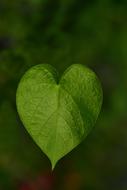 ravishing Sweetheart Heart