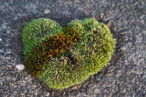 ravishing Moss in Heart Shape