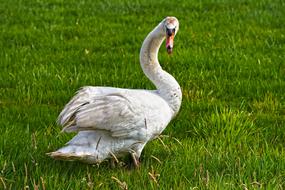 angry white Swan on green grass