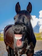 neighing black horse