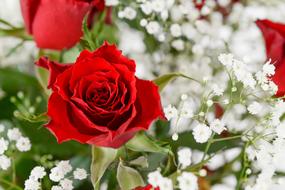 ravishing Red Rose Bouquet