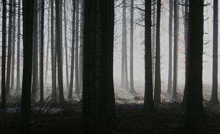 Forest Trees Fog dark
