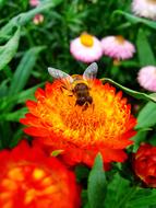 bee on the orange garden flower