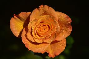 ravishing Rose Orange Floribunda
