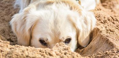 amazingly beautiful Golden Retriever