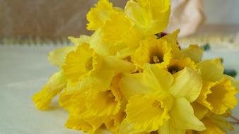 ravishing Narcissus Nature Daffodil