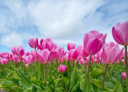 goodly Pink Tulip