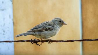 sparrow is sitting on a black wire