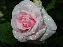 Rose Pink Drip water