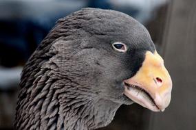 Tula Fighting Breed Goose head lose up