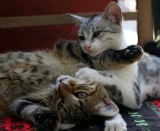 two Cats plays on carpet