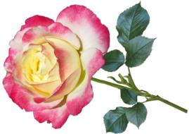 paper Flower Rose Petal