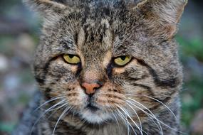 fluffy tabby cat outdoors