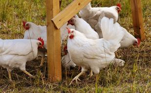 photo of white hens on a farm