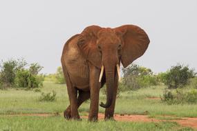 giant male african Elephant in wild, kenya