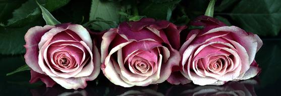 three romantic roses on a glass table