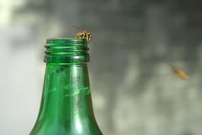 Wasp Bottle