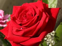 beauty Rose Red Water Drops