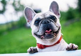 French Bulldog Smile