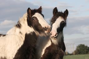 two Horse Equine