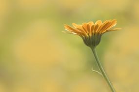 Marigold Flower close-up on blurred background