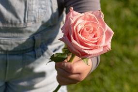 Rose in Childâs Hand, Thank You
