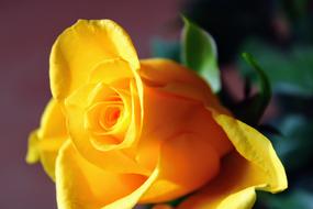 Yellow Rose Feeling