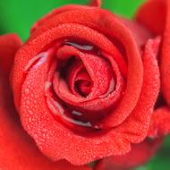 beauty Rose Flower Petal red