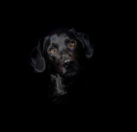 black labrador in the dark