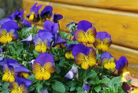 Spring Pansy blue yellow