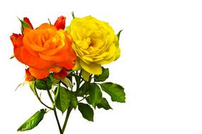 Nature Flower Rose drawing